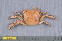 藏品(字紋弓蟹)的圖片